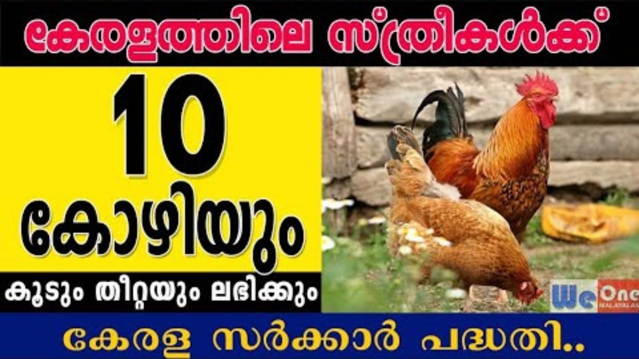 കോഴി വളർത്തൽ പദ്ധതി… കേരളത്തിലെ സ്ത്രീകൾക്ക് പ്രത്യേകം ആനുകൂല്യങ്ങൾ…