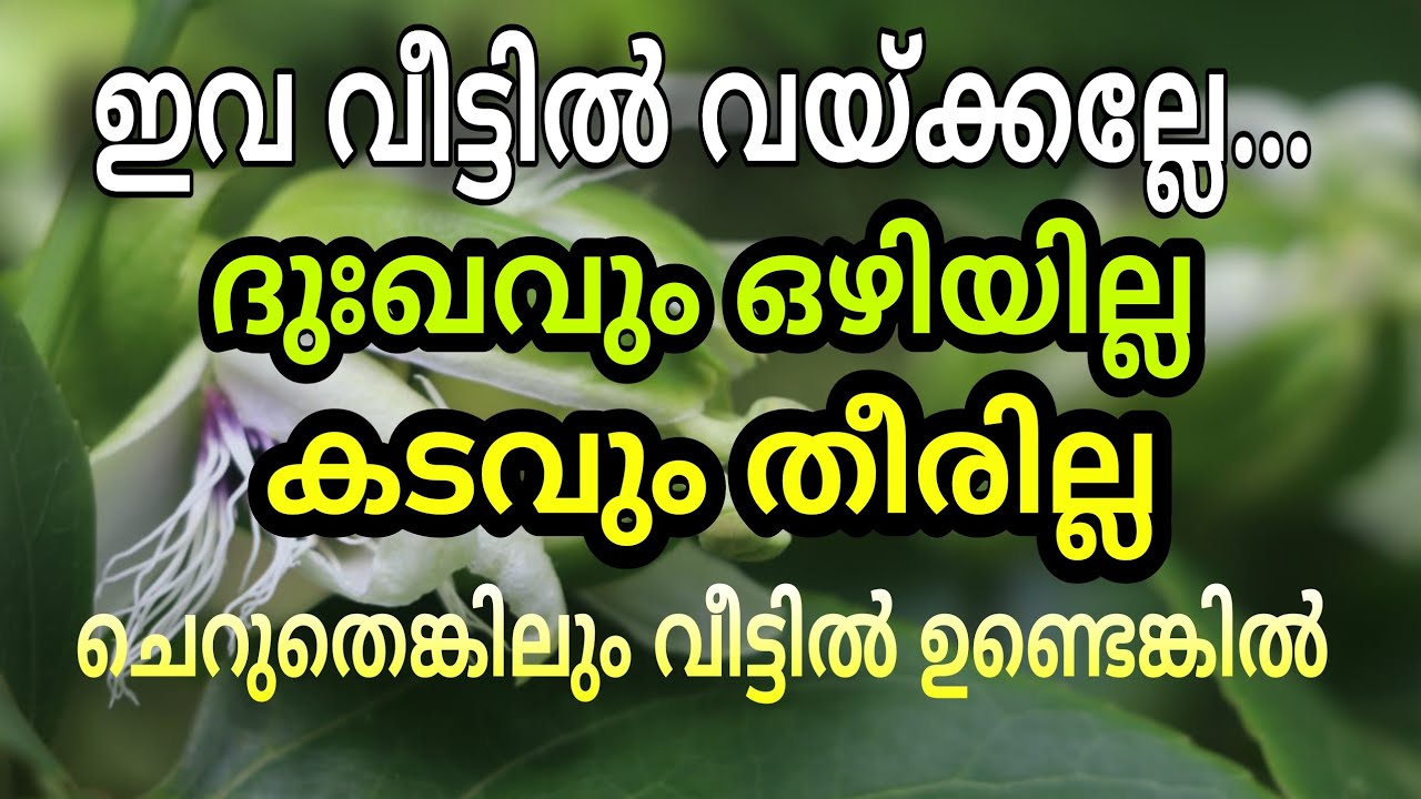 ഇത് വീട്ടിൽ വയ്ക്കല്ലേ ദുഃഖവും ദുരിതവും തീരില്ല…!!