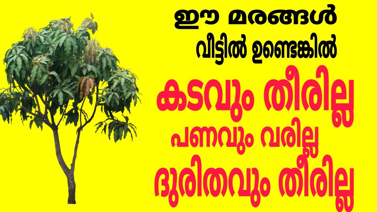 ഈ മരം വീട്ടിലുണ്ടോ കടവും ദുരിതവും ഒഴിയില്ല…