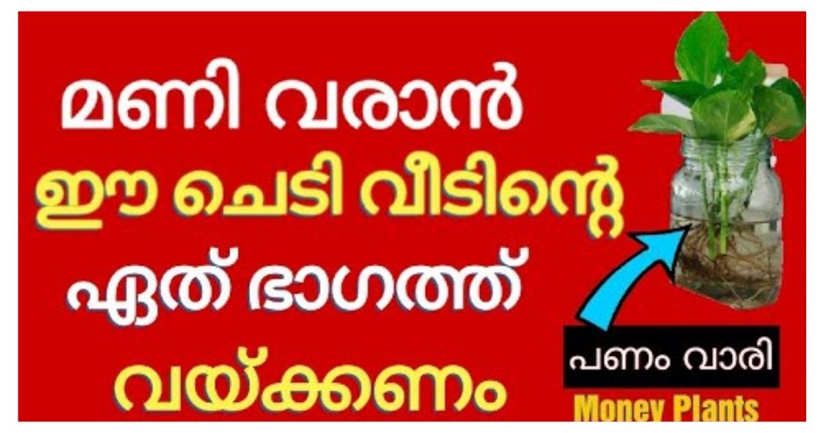 ഈ ചെടി വീട്ടിൽ ഉണ്ടായാൽ പണം വീട്ടിൽ ഉണ്ടാകും…