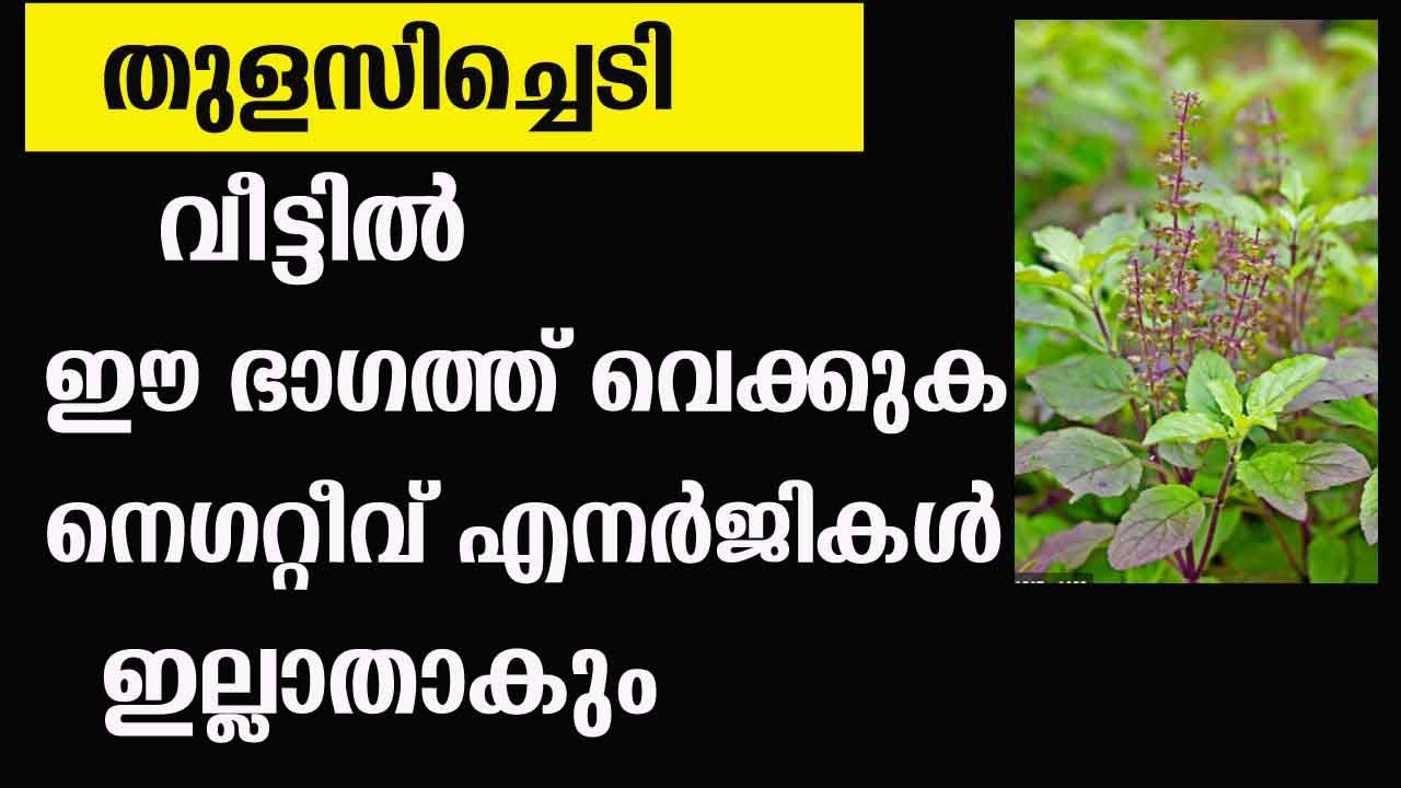 തുളസിച്ചെടി വീടിന്റെ ഈ ഭാഗത്ത് വയ്ക്കാം മാറ്റം കാണാം… അൽഭുതം സംഭവിക്കും…