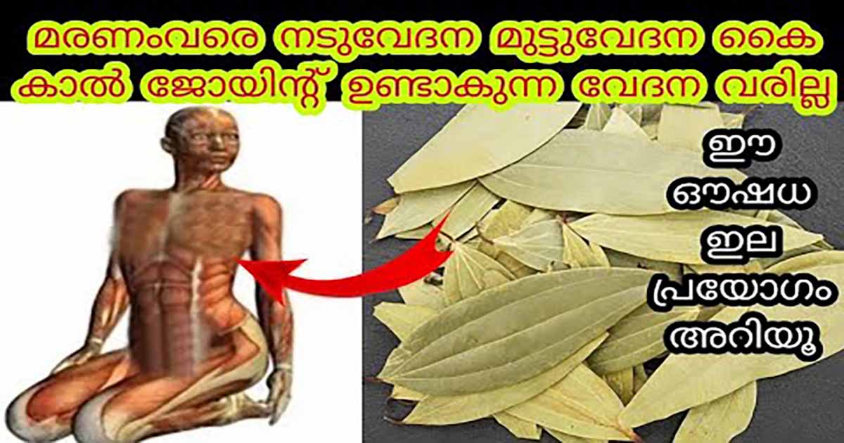 Health benefits of bay leafs